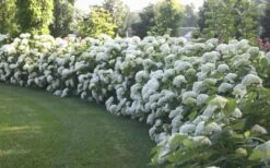 Annabelle Hydrangea - 3 Gallon Pot 15 Annabelle Hydrangea - 3 Gallon Pot -Trees And Plants Hydrangea Annabelle Hedge 1