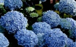 Big Daddy Hydrangea - 2 Gallon Pot -Trees And Plants Hydrangea Big Daddy 1