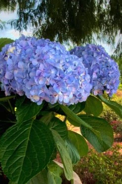 Big Daddy Hydrangea - 1 Gallon Pot -Trees And Plants Hydrangea Big Daddy 500x750 3