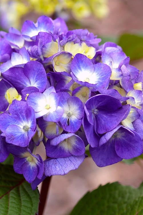 Bloomstruck Endless Summer Hydrangea - 3 Gallon Pot 3 Bloomstruck Endless Summer Hydrangea - 3 Gallon Pot