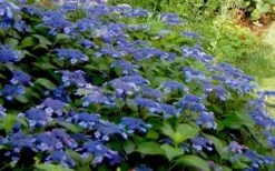 Bluebird Hydrangea - 2 Gallon Pot 9 Bluebird Hydrangea - 2 Gallon Pot -Trees And Plants Hydrangea Bluebird 3 1
