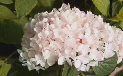 Blushing Bride Endless Summer Hydrangea - 1 Gallon Pot -Trees And Plants Hydrangea Blushing Bride 2