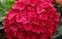 Cardinal Red Hydrangea - 3 Gallon Pot -Trees And Plants Hydrangea Cardinal 1