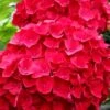 Cardinal Red Hydrangea - 1 Gallon Pot -Trees And Plants Hydrangea Cardinal Red BS
