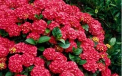 Cardinal Red Hydrangea - 1 Gallon Pot -Trees And Plants Hydrangea Cardinal Shrub In Bloom
