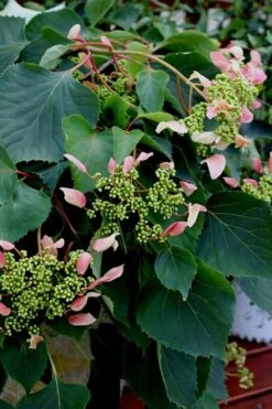 Rose Sensation Pink Climbing Hydrangea Vine - 1 Gallon Pot -Trees And Plants Hydrangea Climbing Rose Sensation 2