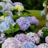 Dear Dolores Hydrangea - 1 Gallon Pot -Trees And Plants Hydrangea Dear Delores 500x750 1