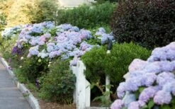 Dear Dolores Hydrangea - 1 Gallon Pot -Trees And Plants Hydrangea Dear Dolores Garden Planting