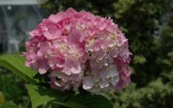 Dear Dolores Hydrangea - 1 Gallon Pot -Trees And Plants Hydrangea Dear Dolores Pink