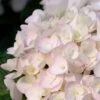 Blushing Bride Endless Summer Hydrangea - 1 Gallon Pot -Trees And Plants Hydrangea Endless Summer Blushing Bride 500x750 1