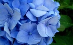 Endless Summer Hydrangea Original - 1 Gallon Pot -Trees And Plants Hydrangea Endless Summer Closeup 2 1