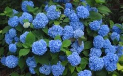 Endless Summer Hydrangea Original - 1 Gallon Pot -Trees And Plants Hydrangea Endless Summer Closeup 3 1