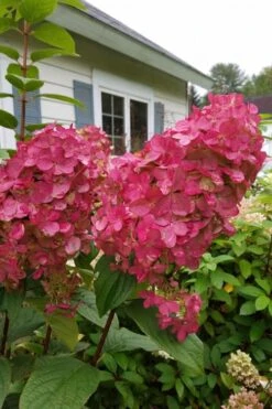 Fire Light Hydrangea - Single Trunk Topiary Tree - 5 Gallon Pot -Trees And Plants Hydrangea Fire Light 3