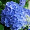 Glory Blue Hydrangea - 3 Gallon Pot -Trees And Plants Hydrangea Glory Blue 10
