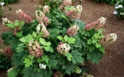 Jetstream Oakleaf Hydrangea - 3 Gallon Pot 10 Jetstream Oakleaf Hydrangea - 3 Gallon Pot -Trees And Plants Hydrangea Jetstream 5