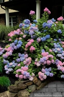 L.A. Dreamin' Hydrangea - 2 Gallon Pot -Trees And Plants Hydrangea LA Dreamin 5