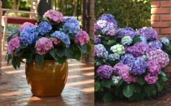L.A. Dreamin' Hydrangea - 2 Gallon Pot -Trees And Plants Hydrangea LA Dreamin Blooms 2
