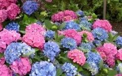 L.A. Dreamin' Hydrangea - 2 Gallon Pot -Trees And Plants Hydrangea LA Dreamin Blooms