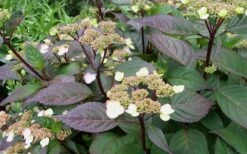 Lady In Red Hydrangea - 3 Gallon Pot -Trees And Plants Hydrangea Lady In Red Budded