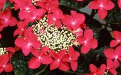 Lady In Red Hydrangea - 3 Gallon Pot -Trees And Plants Hydrangea Lady In Red Flower Closeup