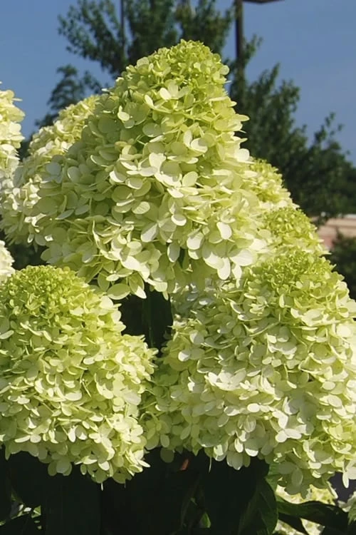 Limelight PeeGee Hydrangea - 3 Gallon Pot 9 Limelight PeeGee Hydrangea - 3 Gallon Pot - Image 7
