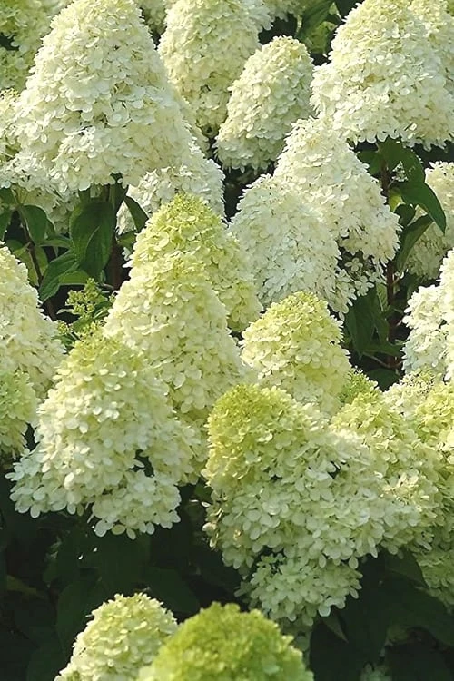 Limelight PeeGee Hydrangea - 3 Gallon Pot 3 Limelight PeeGee Hydrangea - 3 Gallon Pot