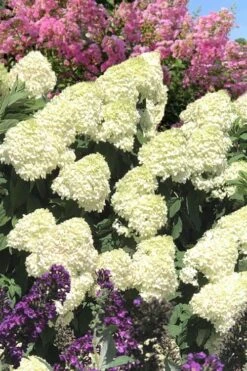 Limelight PeeGee Hydrangea - 3 Gallon Pot 19 Limelight PeeGee Hydrangea - 3 Gallon Pot -Trees And Plants Hydrangea Limelight 110
