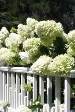 Limelight PeeGee Hydrangea - 3 Gallon Pot 16 Limelight PeeGee Hydrangea - 3 Gallon Pot -Trees And Plants Hydrangea Limelight 21