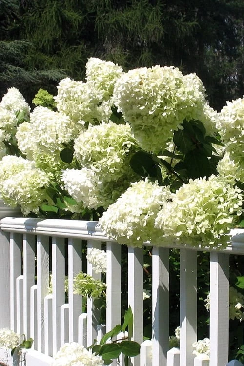 Limelight PeeGee Hydrangea - 3 Gallon Pot 8 Limelight PeeGee Hydrangea - 3 Gallon Pot - Image 6
