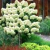 Limelight PeeGee Hydrangea - Single Trunk Topiary Tree - 5 Gallon Pot 1 Limelight PeeGee Hydrangea - Single Trunk Topiary Tree - 5 Gallon Pot -Trees And Plants Hydrangea Limelight Standard Tree Form 2
