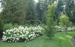 Limelight PeeGee Hydrangea - 3 Gallon Pot 15 Limelight PeeGee Hydrangea - 3 Gallon Pot -Trees And Plants Hydrangea Limelight hedge natural