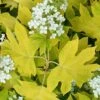 Little Honey Oakleaf Hydrangea - 1 Gallon Pot -Trees And Plants Hydrangea Little Honey 1