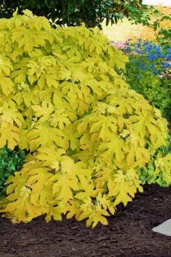 Little Honey Oakleaf Hydrangea - 1 Gallon Pot -Trees And Plants Hydrangea Little Honey 2