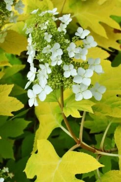 Little Honey Oakleaf Hydrangea - 1 Gallon Pot -Trees And Plants Hydrangea Little Honey 3
