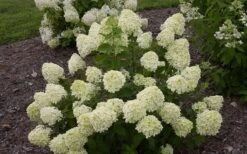 Little Lime Hydrangea - 6 Pack Of 1 Gallon Pots -Trees And Plants Hydrangea Little Lime 1