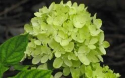Little Lime Hydrangea - 6 Pack Of 1 Gallon Pots -Trees And Plants Hydrangea Little Lime