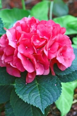 Merritts Supreme Hydrangea - 3 Gallon Pot -Trees And Plants Hydrangea Merrits Supreme Pink 11