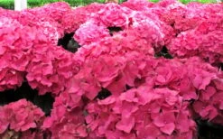 Merritts Supreme Hydrangea - 3 Gallon Pot -Trees And Plants Hydrangea Merrits Supreme Pink 12