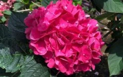 Merritts Supreme Hydrangea - 3 Gallon Pot -Trees And Plants Hydrangea Merrits Supreme Pink 13