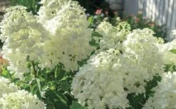 Moon Dance Hydrangea - 2 Gallon Pot 10 Moon Dance Hydrangea - 2 Gallon Pot -Trees And Plants Hydrangea Mood Dance 4
