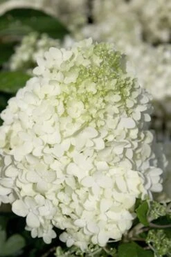Moon Dance Hydrangea - 2 Gallon Pot 11 Moon Dance Hydrangea - 2 Gallon Pot -Trees And Plants Hydrangea Moon Dance 2