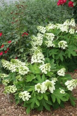 Munchkin Dwarf Oakleaf Hydrangea - 3 Gallon Pot -Trees And Plants Hydrangea Munchkin 11