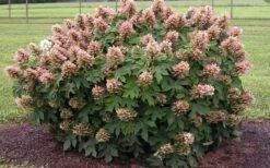 Munchkin Dwarf Oakleaf Hydrangea - 3 Gallon Pot -Trees And Plants Hydrangea Munchkin