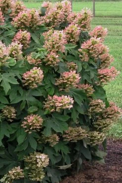 Munchkin Dwarf Oakleaf Hydrangea - 3 Gallon Pot -Trees And Plants Hydrangea Munchkin 500x750 1