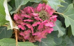 Munchkin Dwarf Oakleaf Hydrangea - 3 Gallon Pot -Trees And Plants Hydrangea Munchkin Bloom Closeup