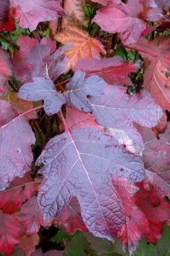 Alice Oakleaf Hydrangea - 3 Gallon Pot -Trees And Plants Hydrangea Oakleaf Alice 7