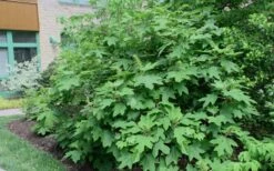 Alice Oakleaf Hydrangea - 3 Gallon Pot -Trees And Plants Hydrangea Oakleaf Alice 8