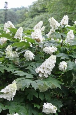 Snow Queen Oakleaf Hydrangea - 1 Gallon Pot -Trees And Plants Hydrangea Oakleaf Snow Queen 10