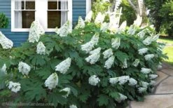 Snow Queen Oakleaf Hydrangea - 1 Gallon Pot -Trees And Plants Hydrangea Oakleaf Snow Queen 11