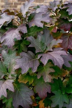 Snow Queen Oakleaf Hydrangea - 2 Gallon Pot -Trees And Plants Hydrangea Oakleaf Snow Queen 3 1